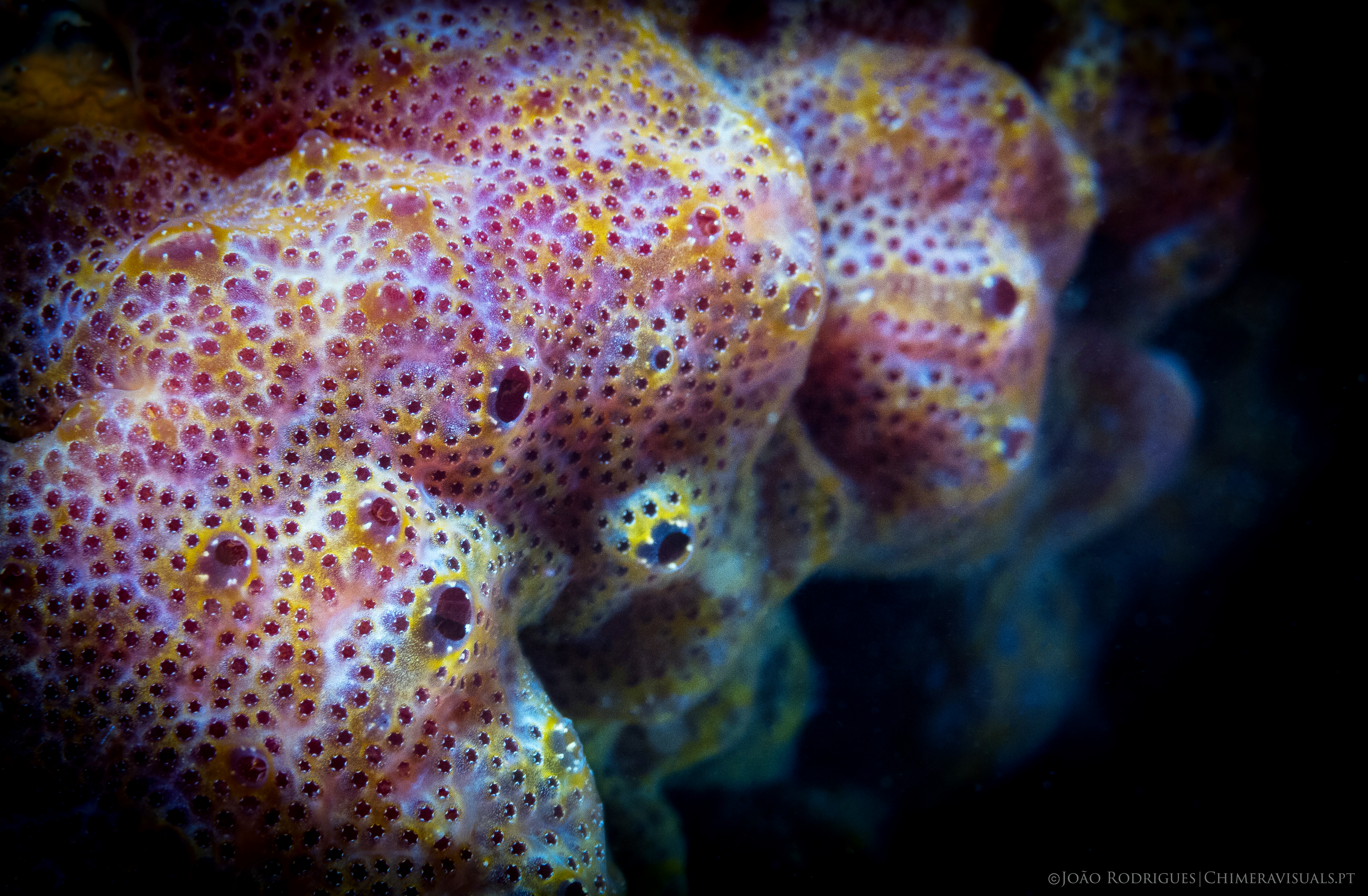 (Photo credit: João Rodrigues/chimeravisuals.pt)