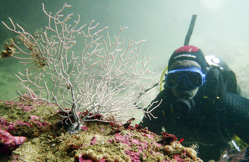 Sea4Us secures new investment as marine-inspired pain drug enters clinical trials